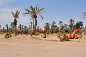 palmeraie marrakech